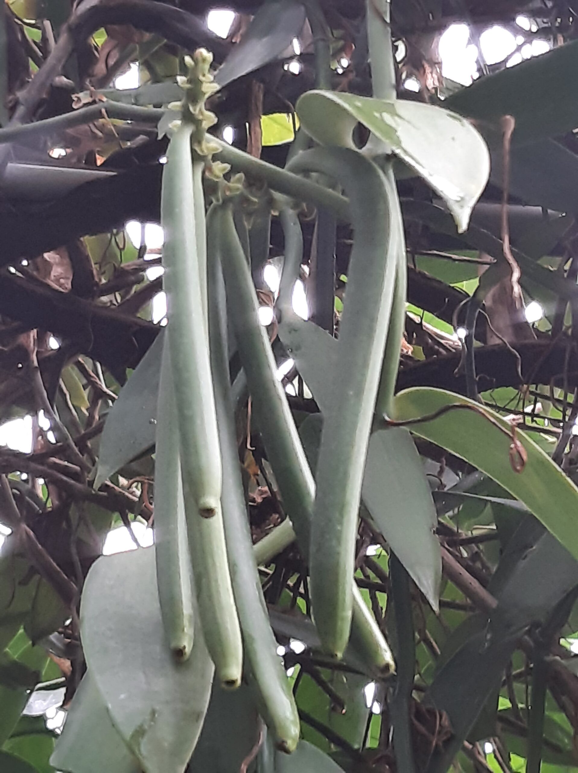 Savon Vanille La Baignoire Bleue